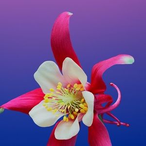 Meet your Posher, Helen